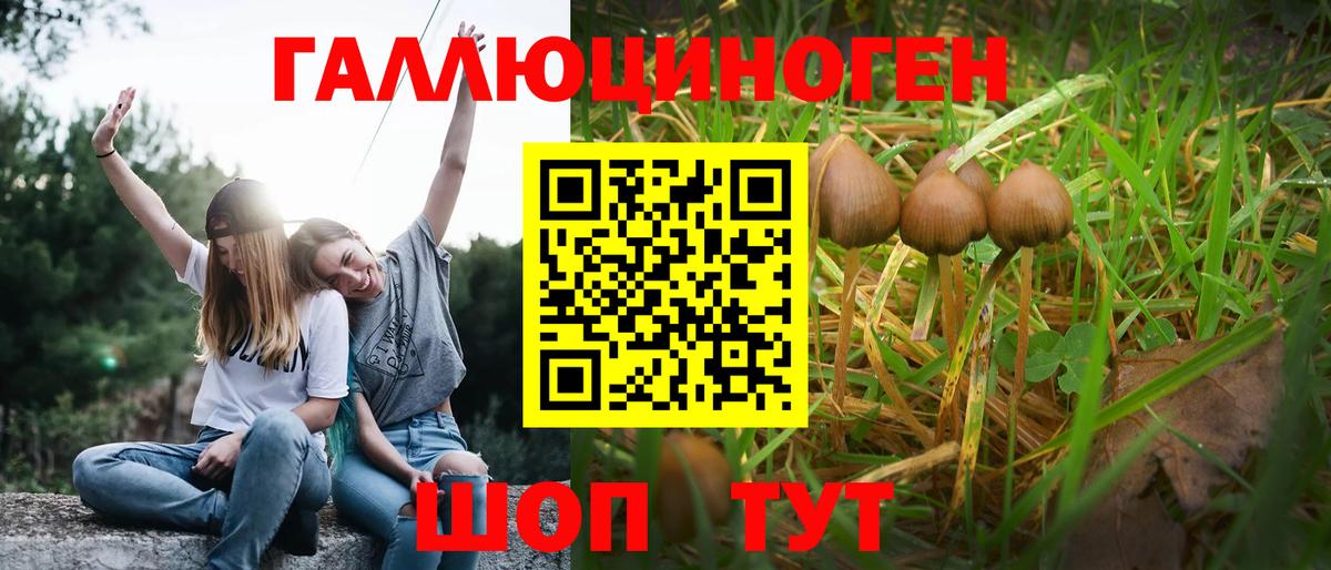 Ульяновск  Псилоцибиновые грибы прущие грибы  Вход с VPN  Псилоцибиновые грибы Psilocybe 